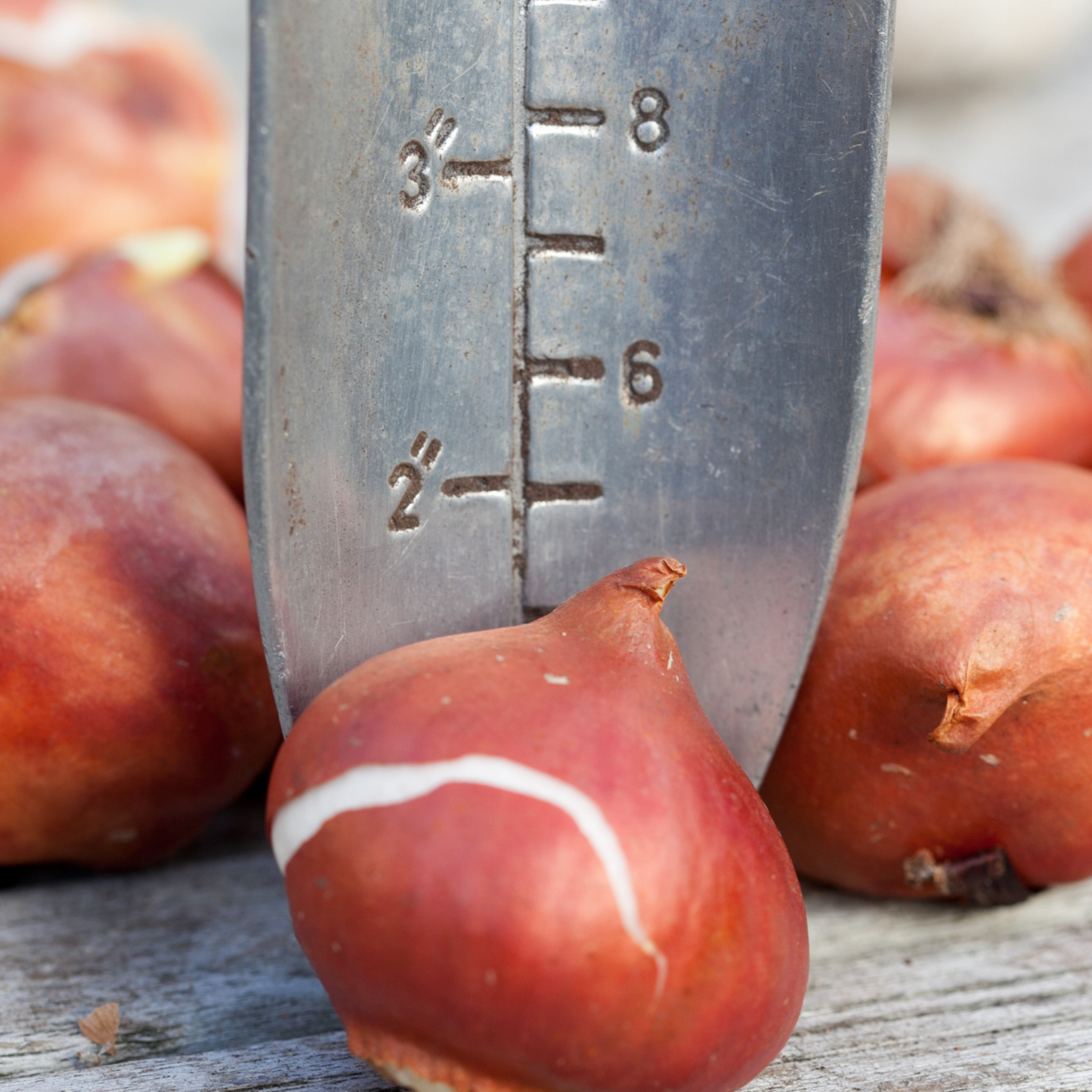 20x Tulpenbollen Dafeng – Oranje Tulp