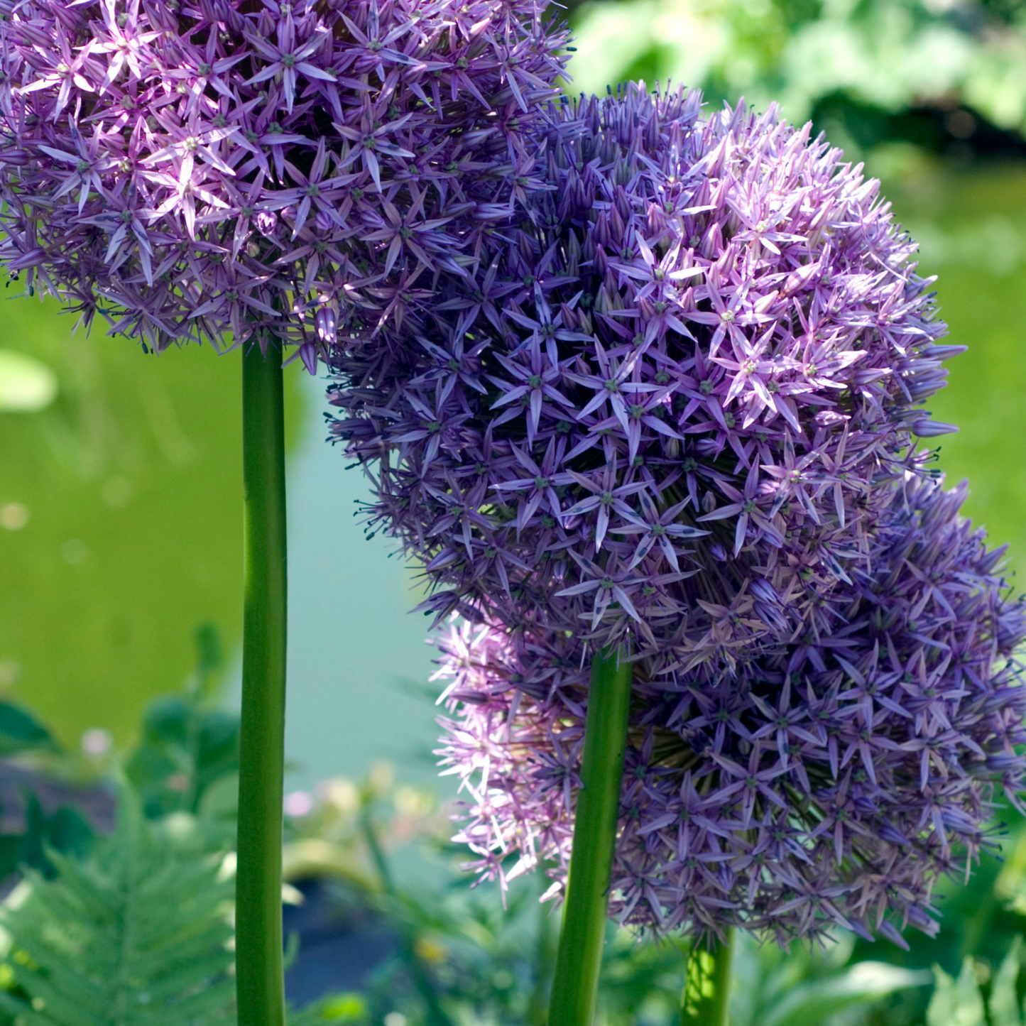 Allium Globemaster 5 stuks