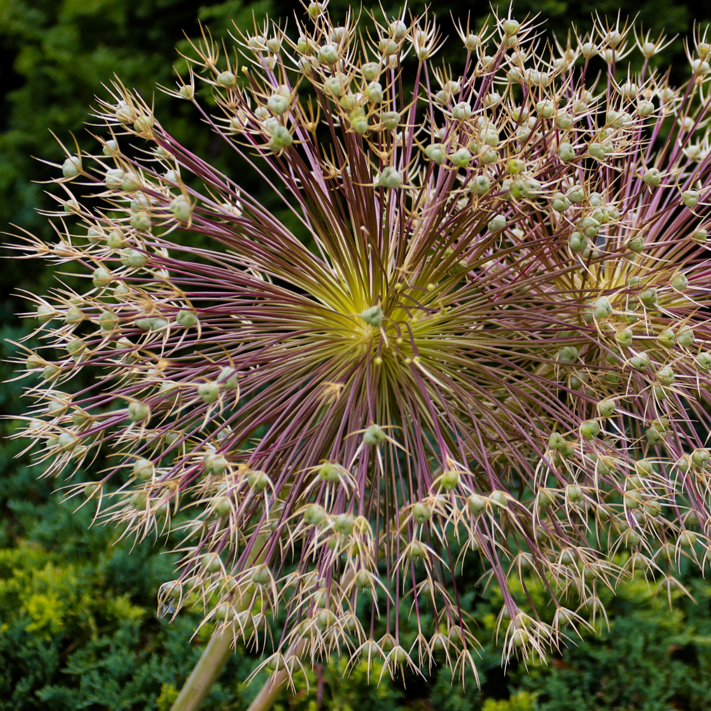 allium schubertii 5 stuks