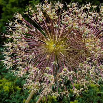allium schubertii 5 stuks