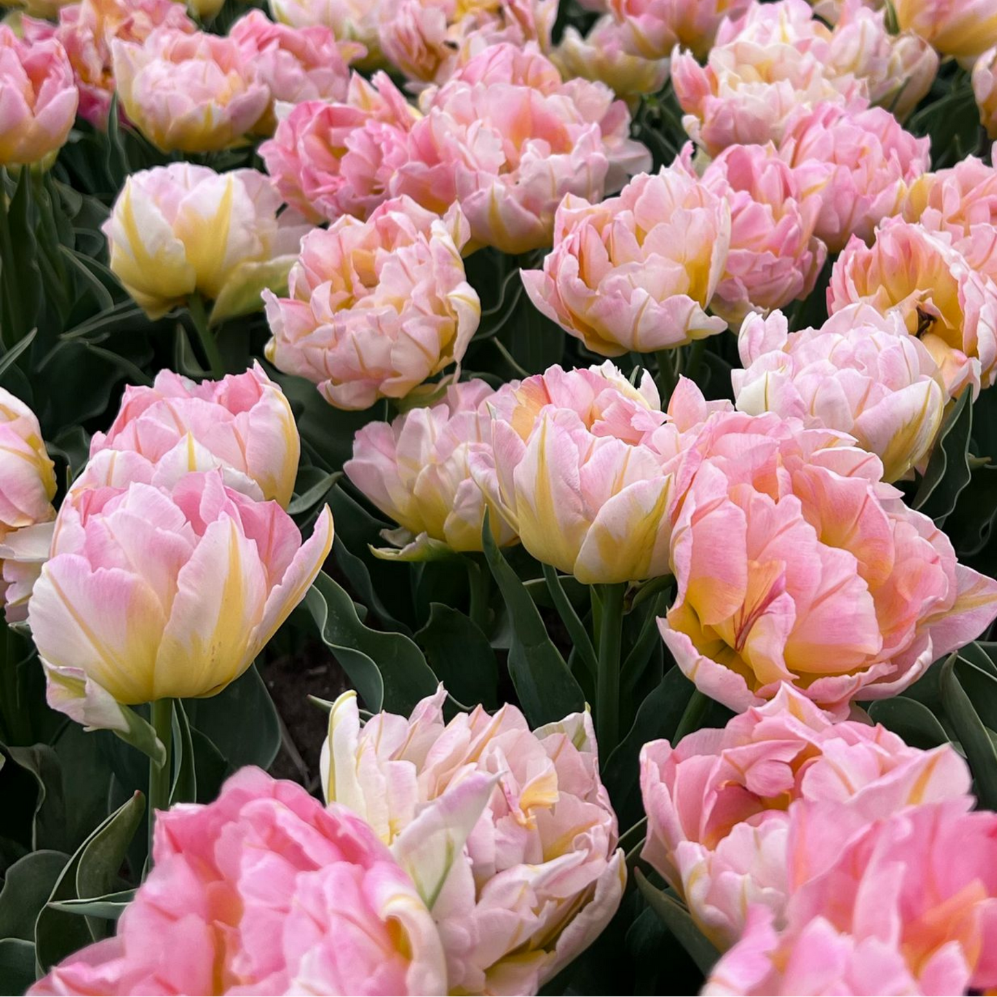 20x Tulpenbollen Password – Roze Dubbelbloemige Tulp