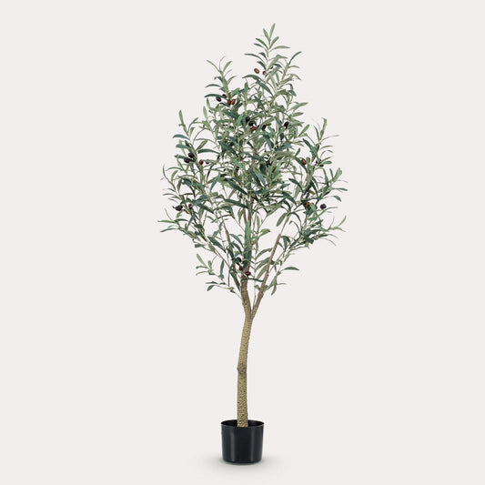 Olea europaea - Olijfboom | ↕140 cm -Kunst Olijfboom