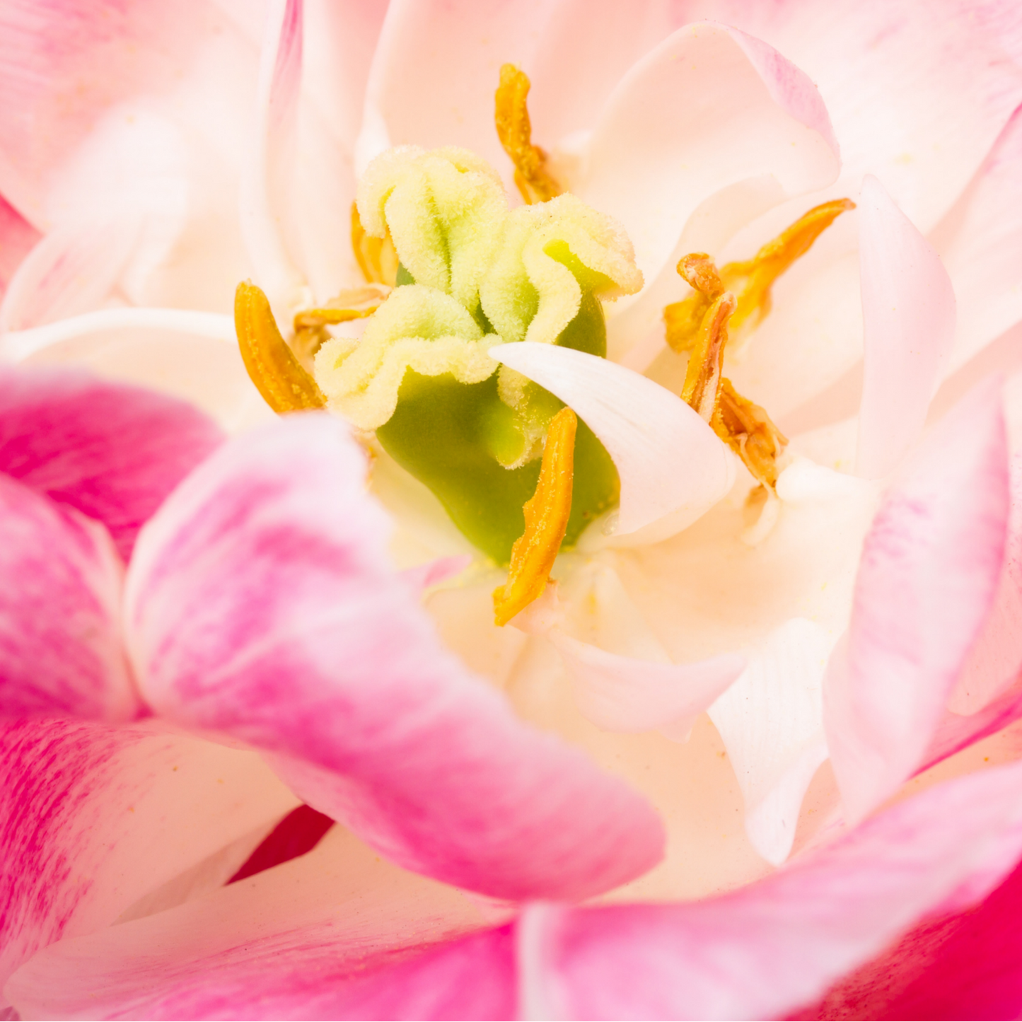 20x Tulpenbollen Columbus – Roze-Witte Dubbele Pioentulp
