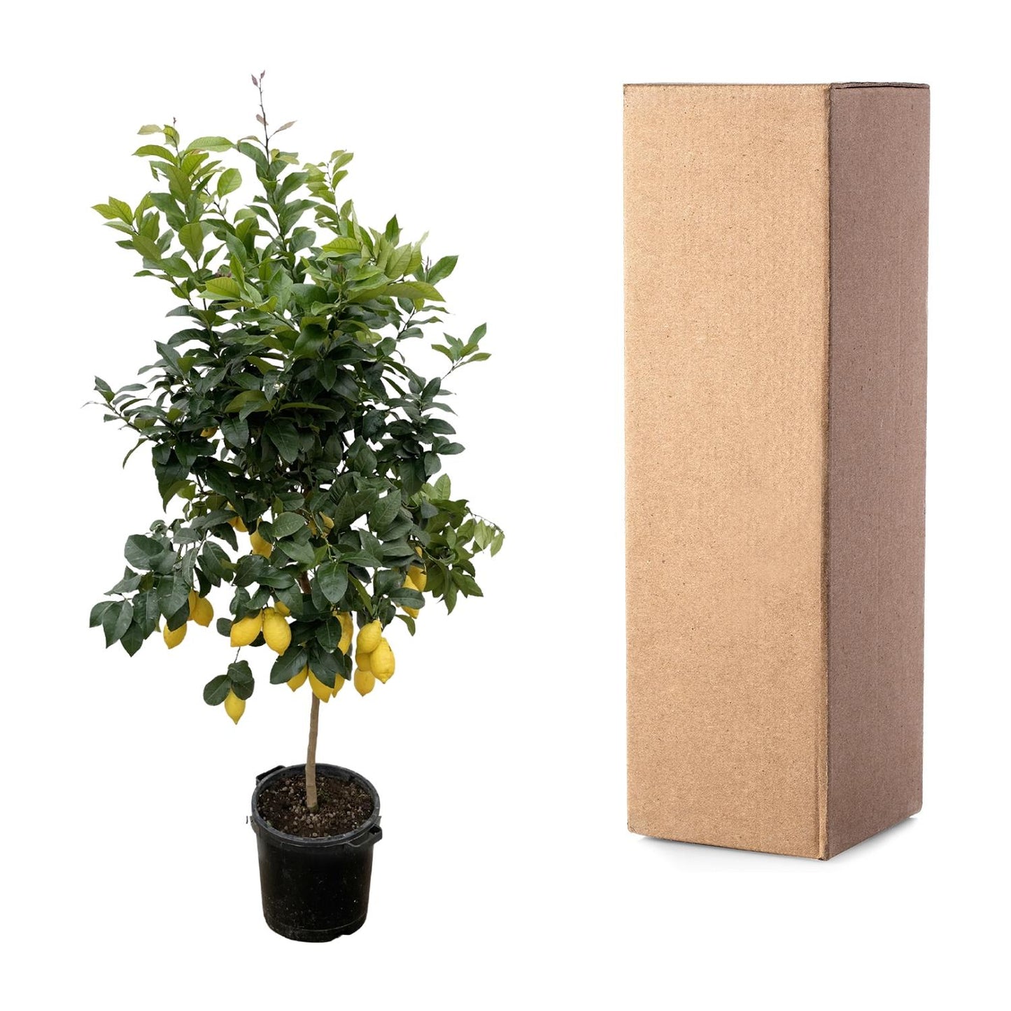 Citrus Lemon | ↕200cm - Ø40cm