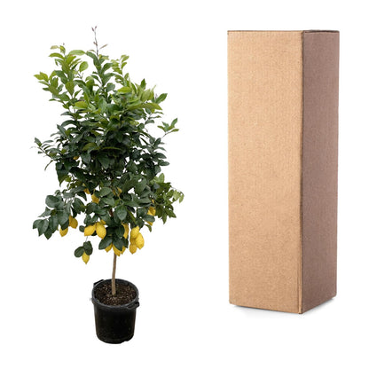 Citrus Lemon | ↕200cm - Ø40cm