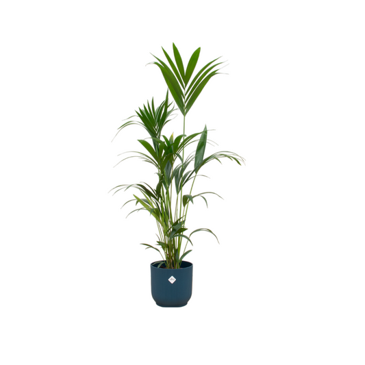 Kentia palm + Elho Vibes Fold Round blauw | ↕160cm - Ø30