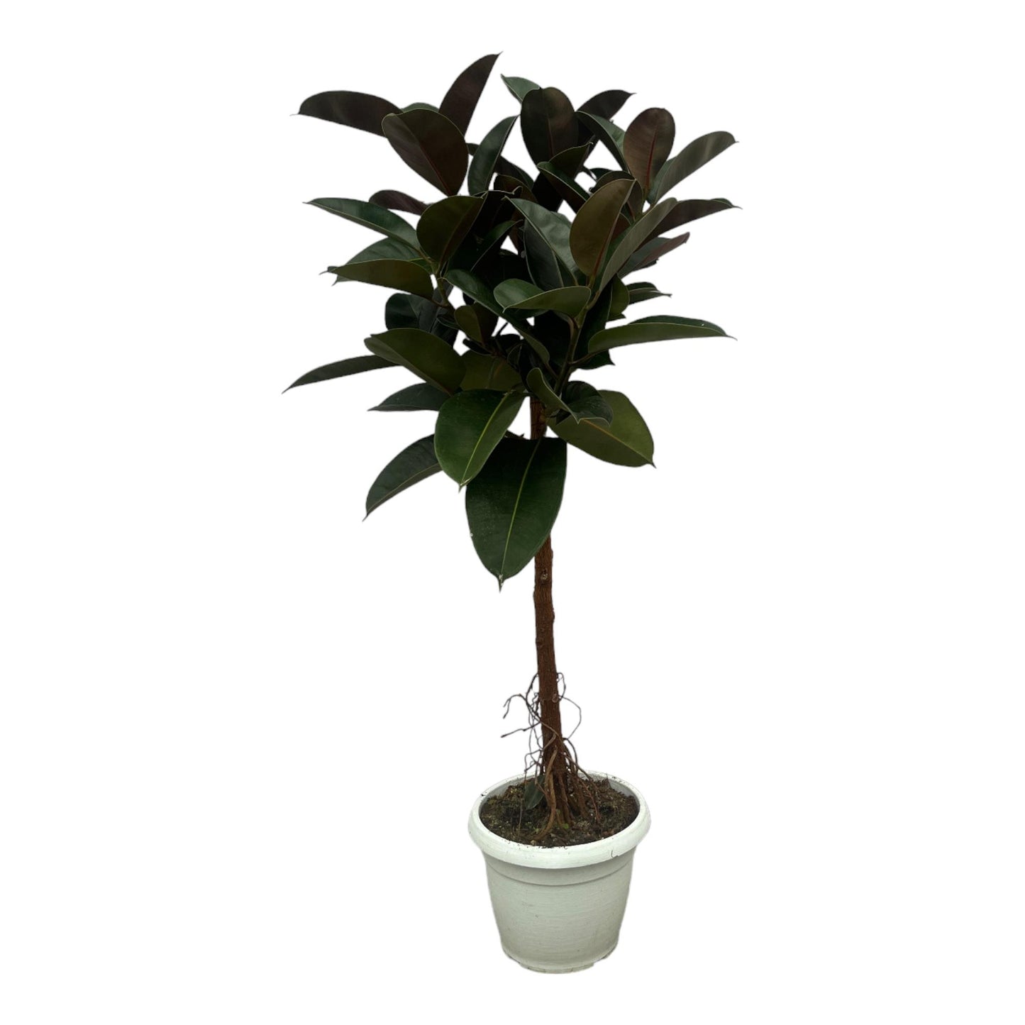 Ficus Elastica Robusta stam | ↕130 cm - Ø24cm