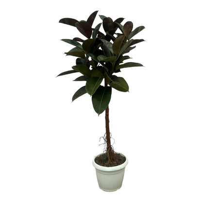 Ficus Elastica Robusta stam | ↕130 cm - Ø24cm