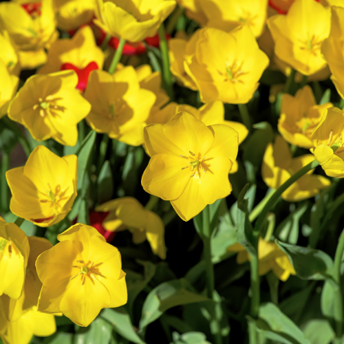 20x Tulpenbollen Strong Gold – Gele Tulp