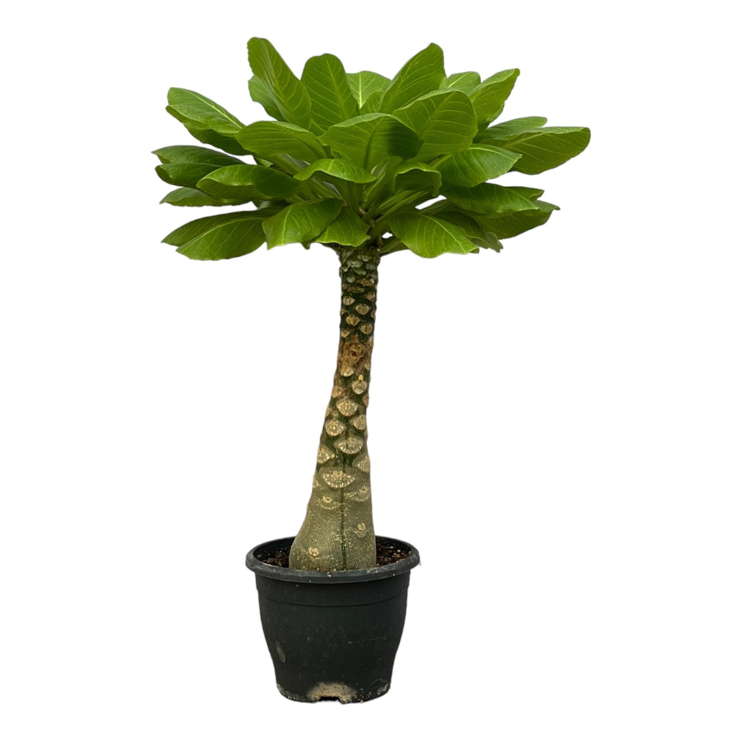 Birghamia Insignis | ↕25 cm - Ø12cm