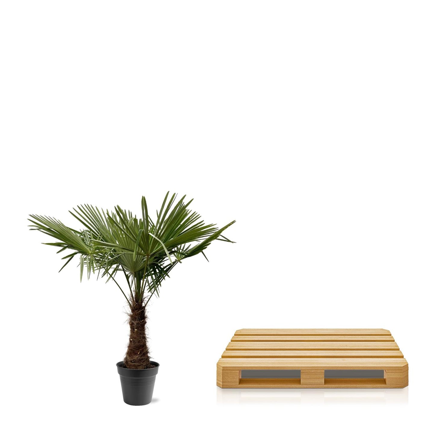 Trachycarpus Fortuneii | ↕220 - 240cm - Ø45cm