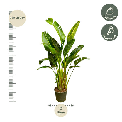 Strelitzia Augusta multi stam XXL | ↕250 cm - Ø30-40cm