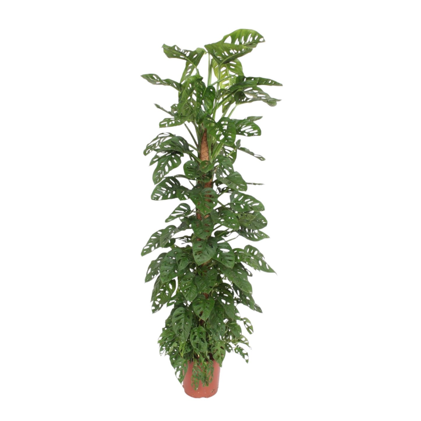Monstera Monkey Leaf mosstok | ↕170 cm - Ø27cm