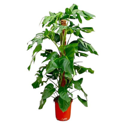 Monstera Pertusum | ↕130 cm - Ø24 cm