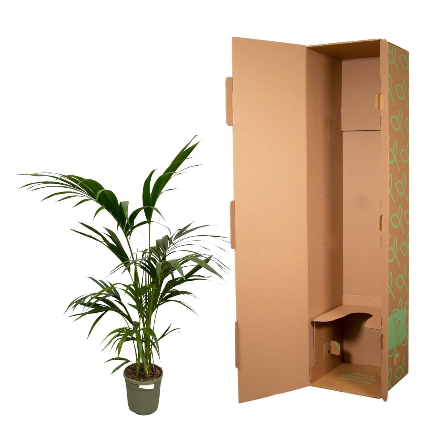 Kentia Palm | ↕130 cm - Ø21cm