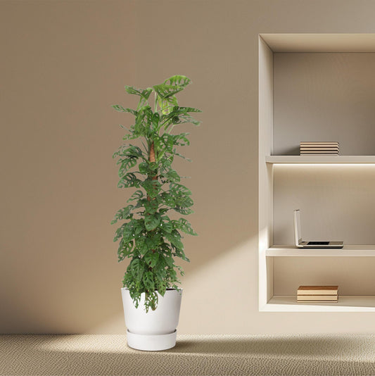 Monstera Monkey Leaf mosstok | ↕170 cm - Ø27cm