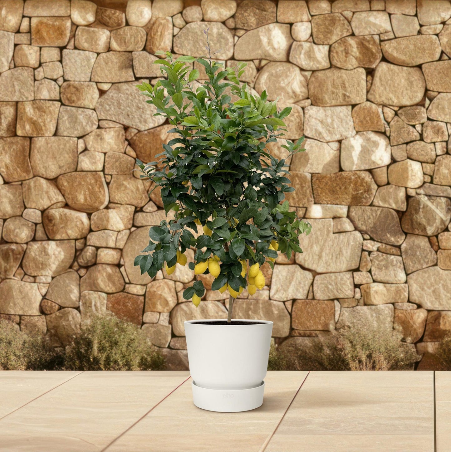 Citrus Lemon | ↕200cm - Ø40cm