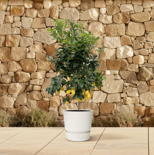 Citrus Lemon | ↕200cm - Ø40cm