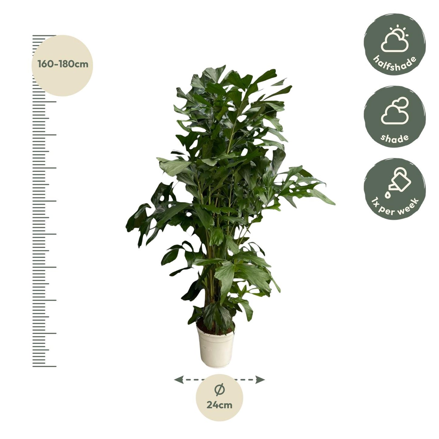 Caryota Mitis | ↕180 cm - Ø27cm