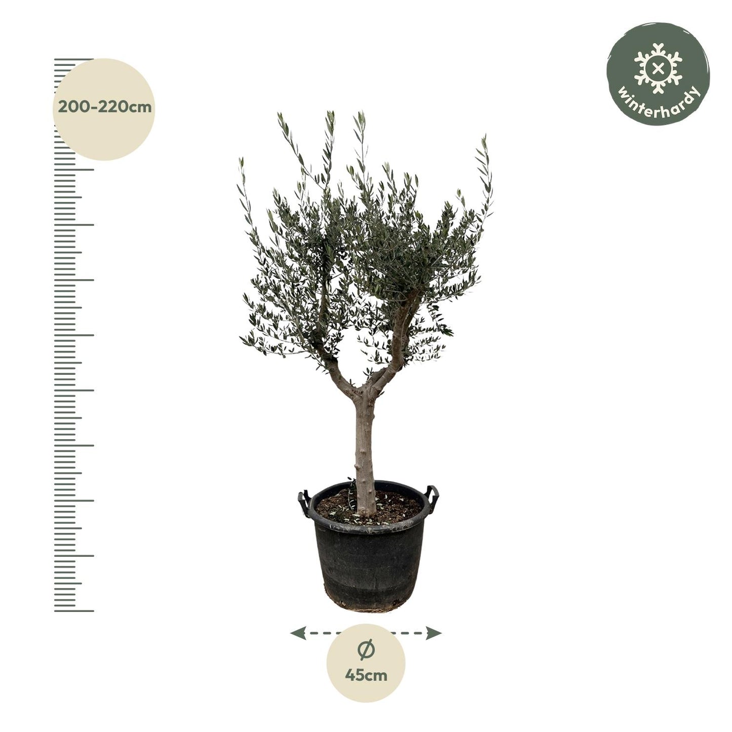 Olea Europaea Cultivo | ↕230cm - Ø45cm