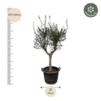 Olea Europaea Cultivo | ↕230cm - Ø45cm
