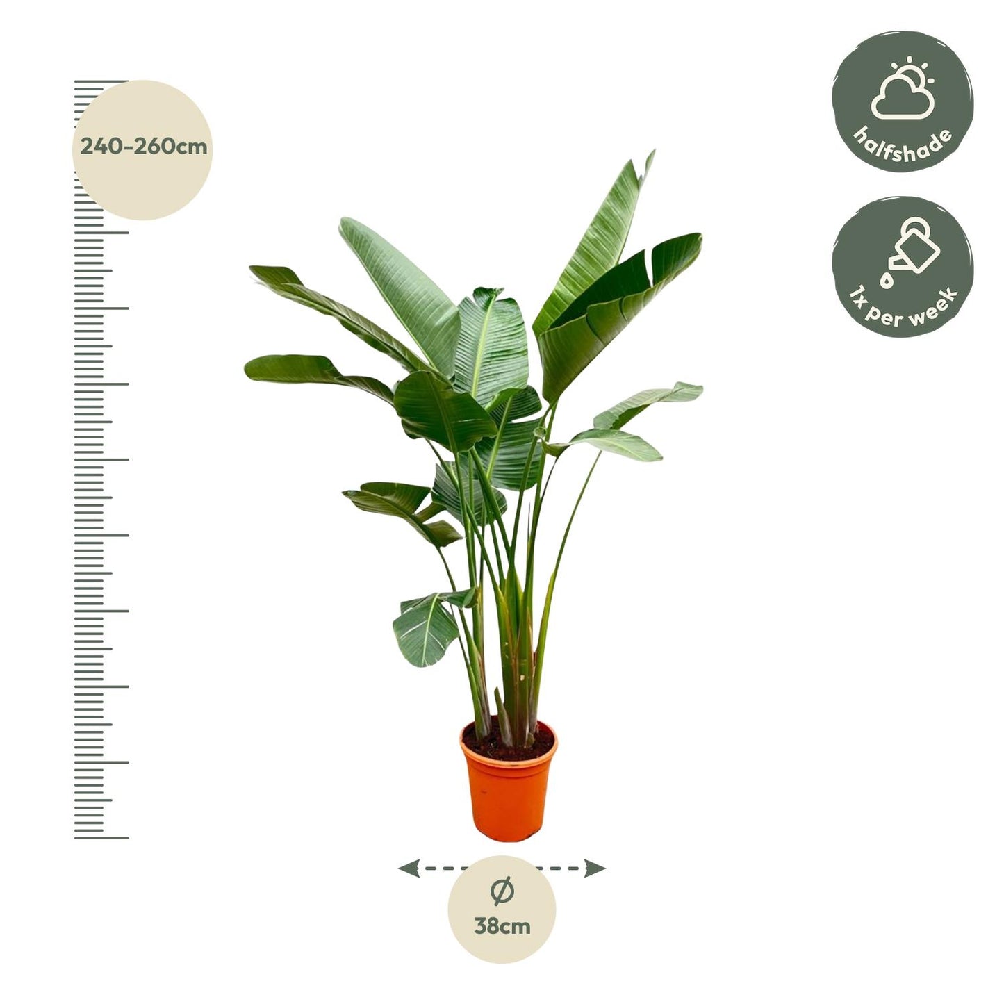 Strelitzia Augusta de luxe XXL | ↕250cm - Ø38cm