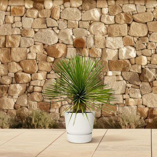 Yucca Rostrata op stam | ↕70 cm - Ø27cm