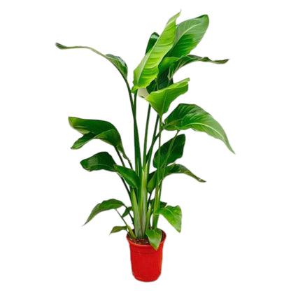 Strelitzia Nicolai - 80-100 cm hoog - 17cm doorsnede