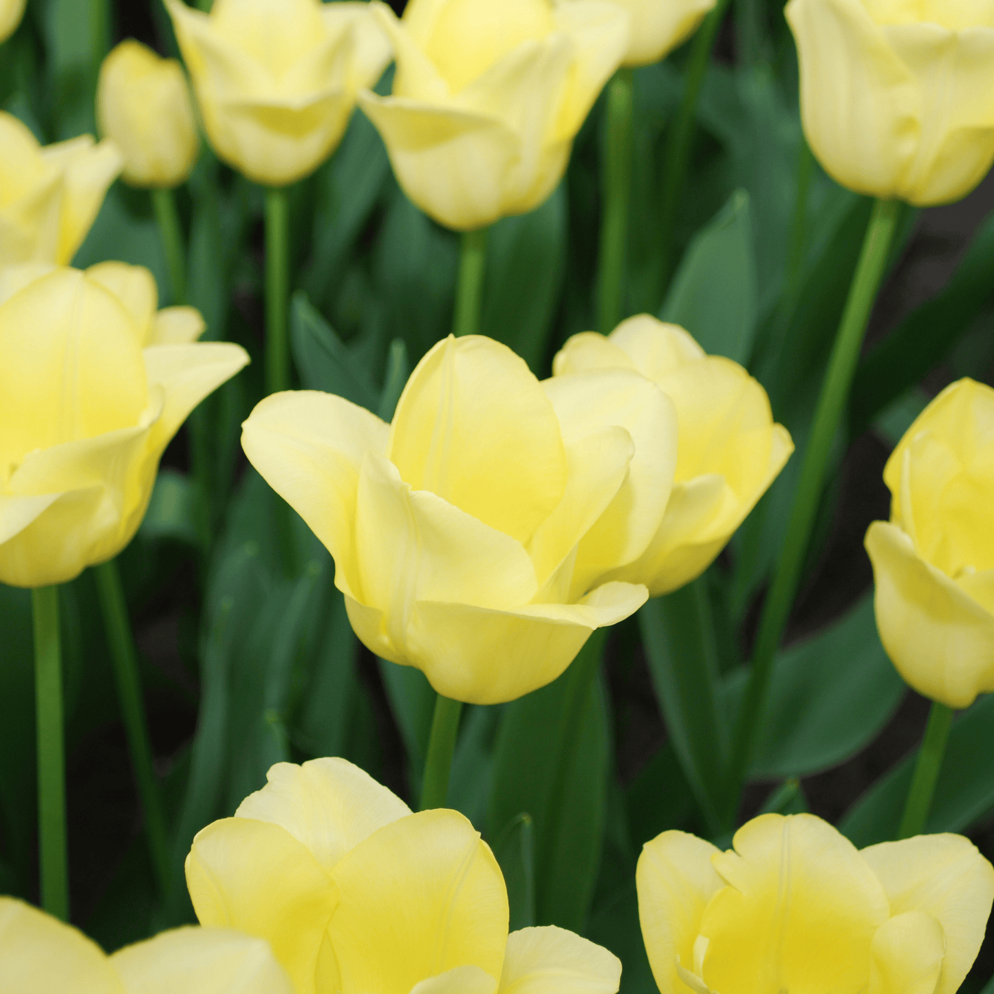 20x Tulpenbollen World Friendship – Lichtgele Tulp