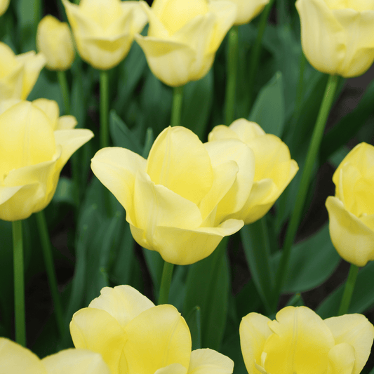 20x Tulpenbollen World Friendship – Lichtgele Tulp