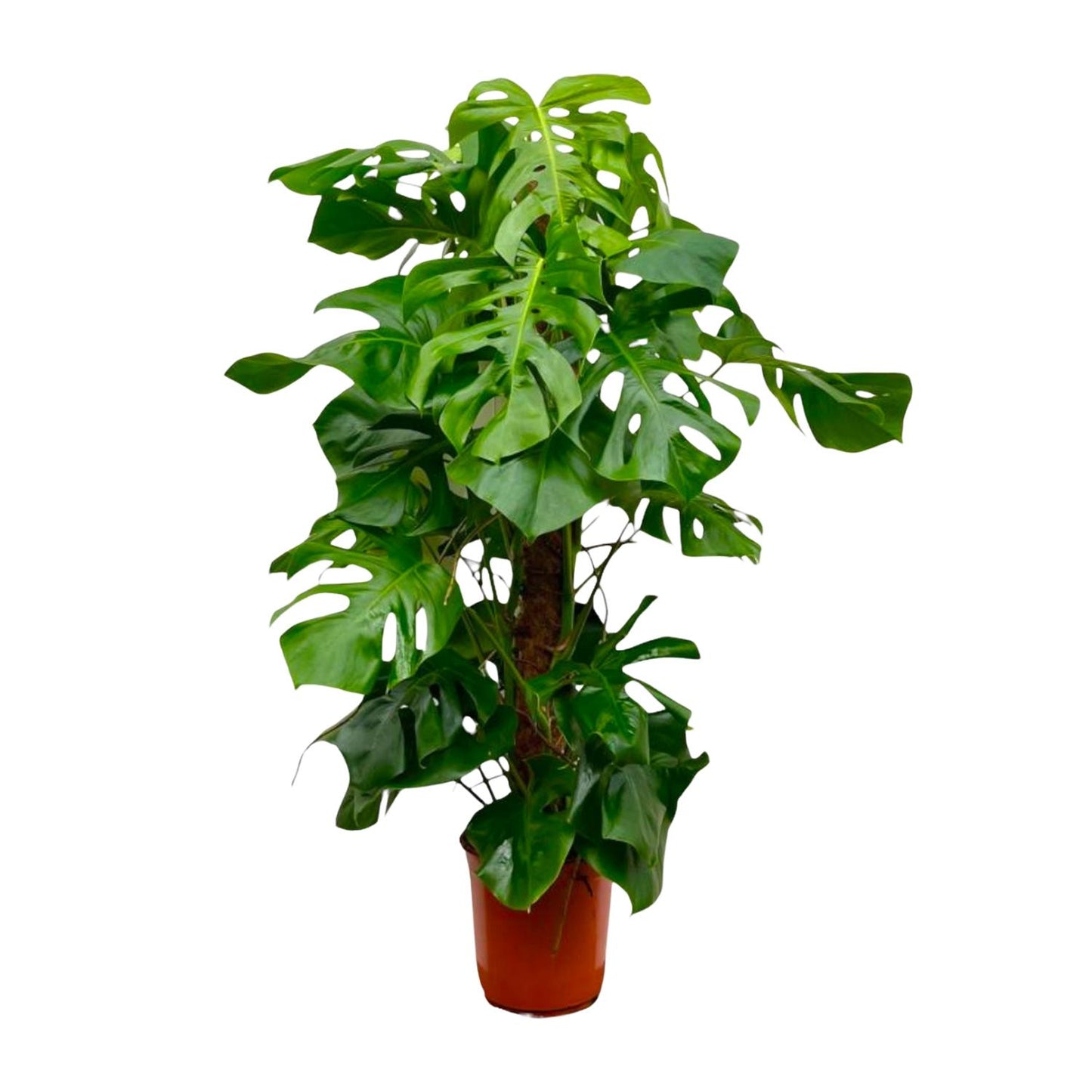 Monstera Deliciosa XXL | ↕150cm - Ø27 cm