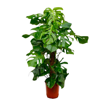 Monstera Deliciosa XXL | ↕150cm - Ø27 cm