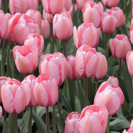 20x Tulpenbollen Apricot Delight – Roze Apricot Tulp