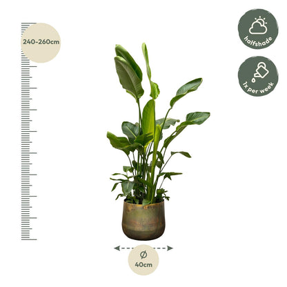 Strelitzia Nicolai deluxe XXL | ↕250cm - Ø40cm