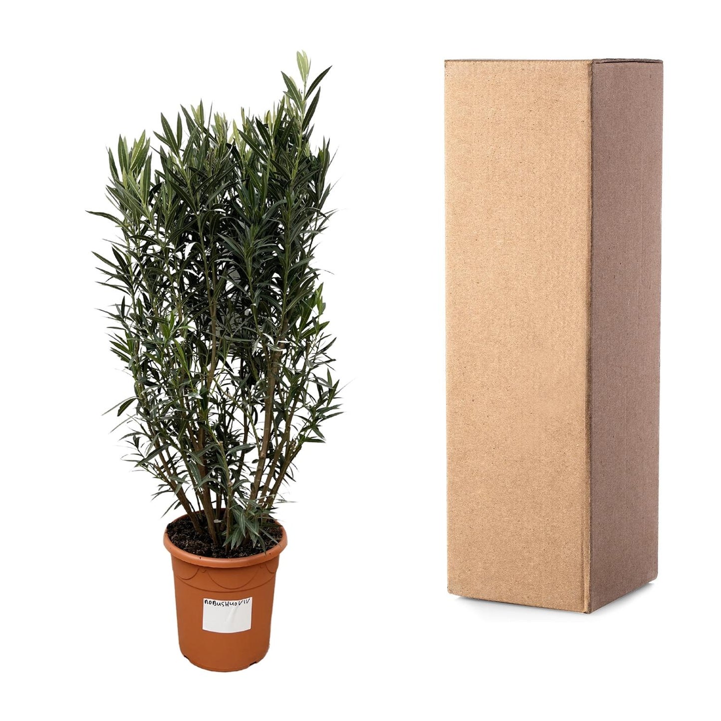 Nerium Oleander struik - 180cm hoog - 40cm doorsnede