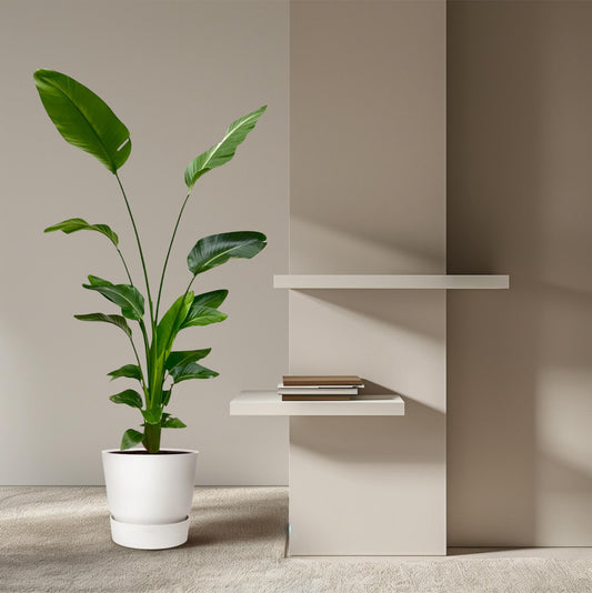 Strelitzia Nicolai | ↕170 cm - Ø24cm