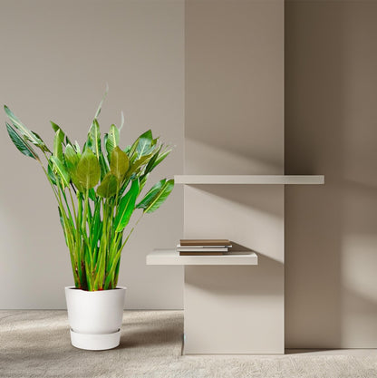 Strelitzia Reginae XL | ↕160cm - Ø30cm