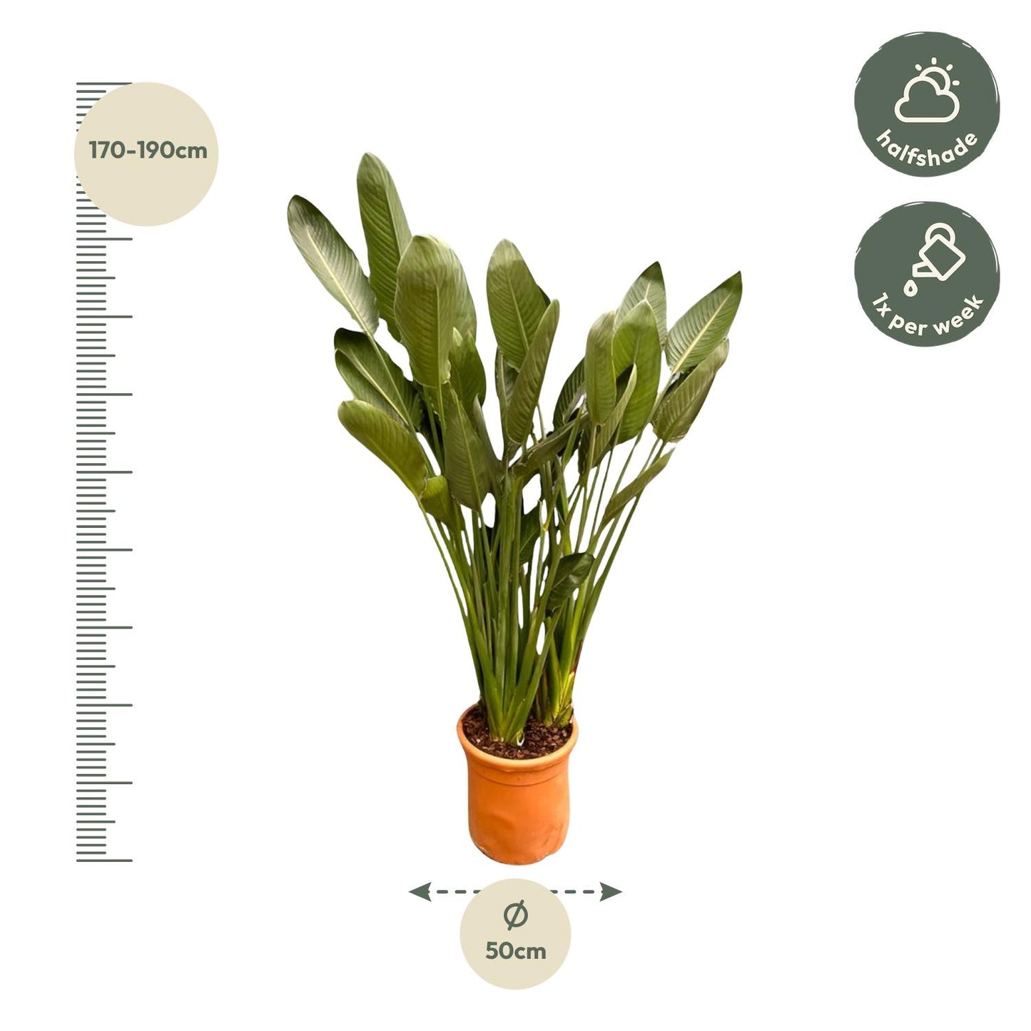 Strelitzia Reginae XXL | ↕200cm - Ø50cm