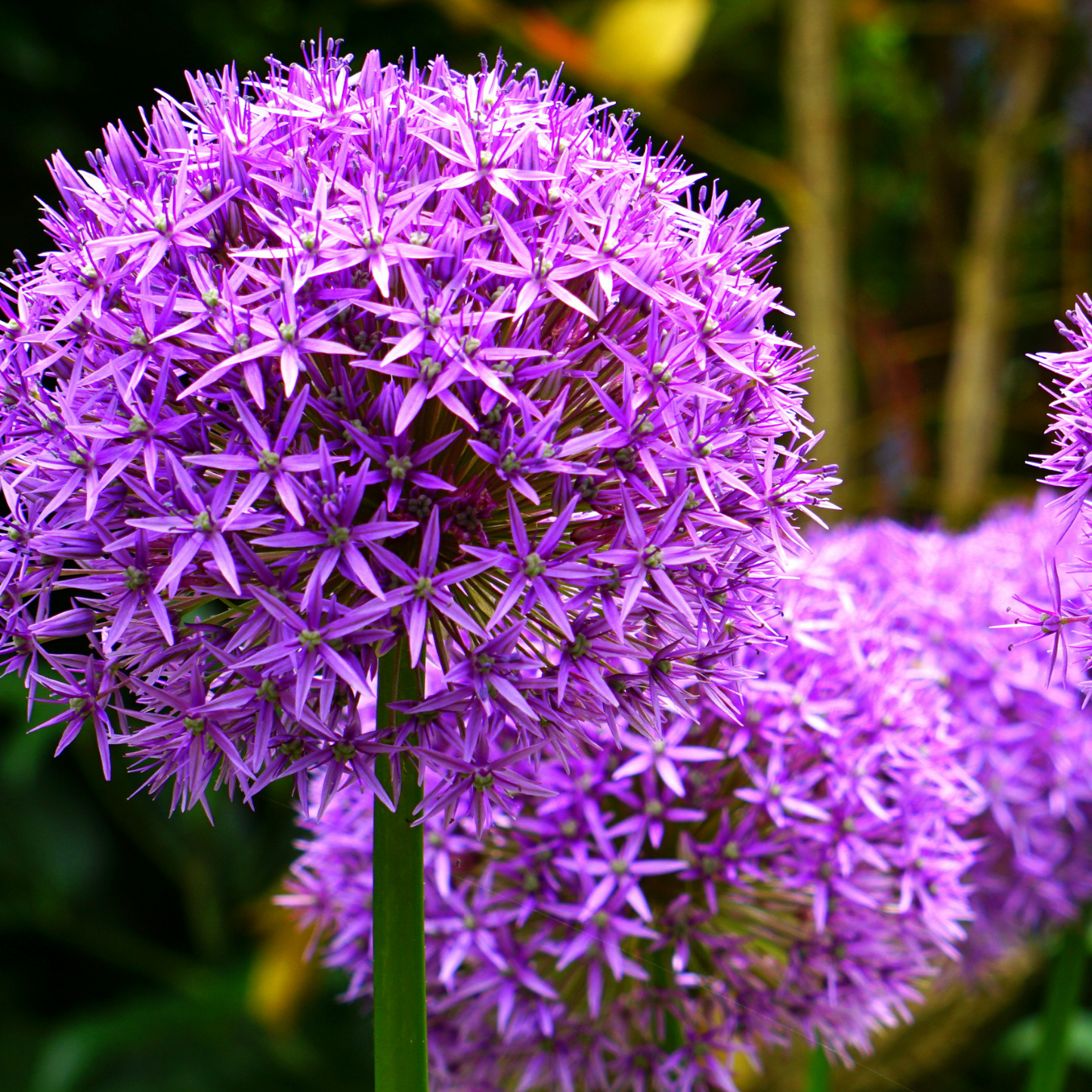 4x Allium Mix bollen