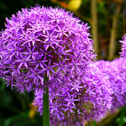 4x Allium Mix bollen