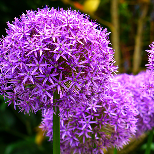4x Allium Mix bollen
