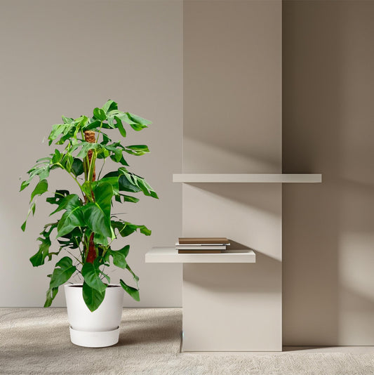 Monstera Pertusum | ↕130 cm - Ø24 cm