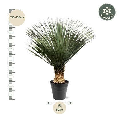Yucca Rostrata | ↕130 - 150 cm - Ø50cm