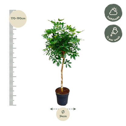 Schefflera op stam - 170cm hoog - 30cm doorsnede