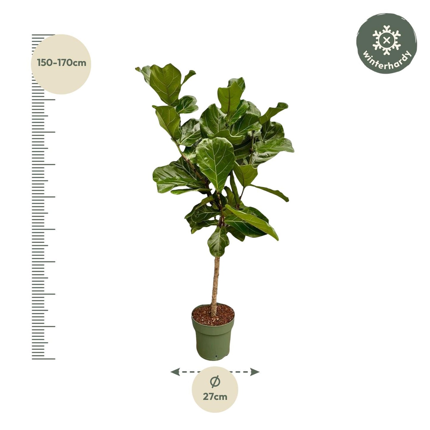 Ficus Lyrata stam | ↕150 cm - Ø27cm