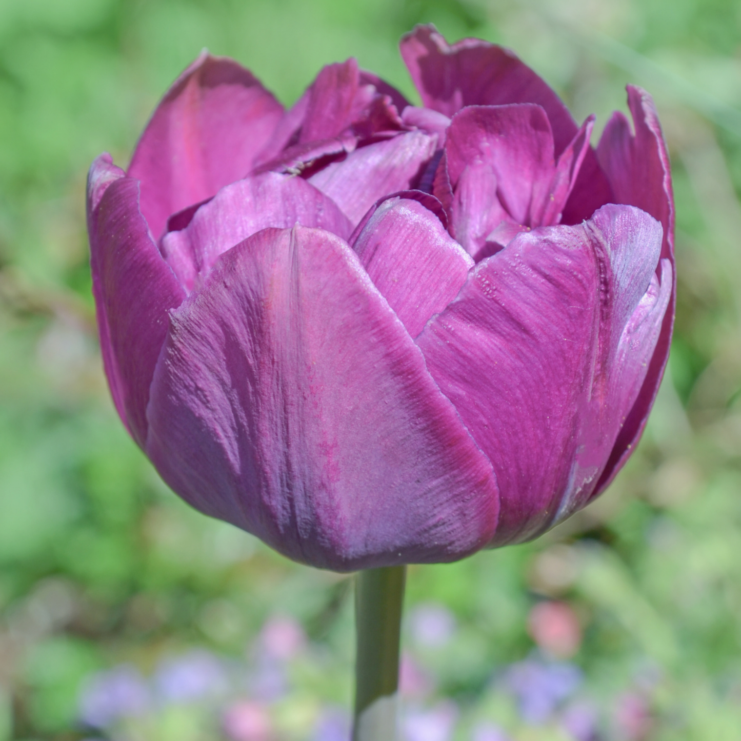 20x Tulpenbollen Double Flag – Paarse Dubbelbloemige Tulp