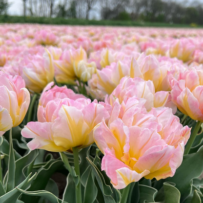20x Tulpenbollen Password – Roze Dubbelbloemige Tulp