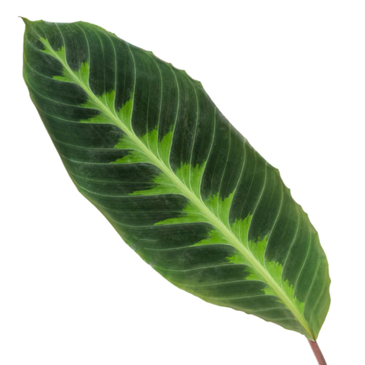 Calathea Warscewiczii | ↕100 cm - Ø21cm