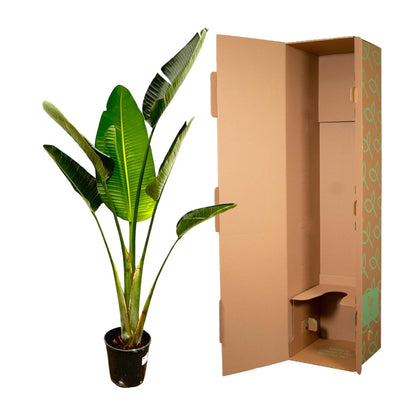 Strelitzia Augusta | ↕180cm - Ø30cm