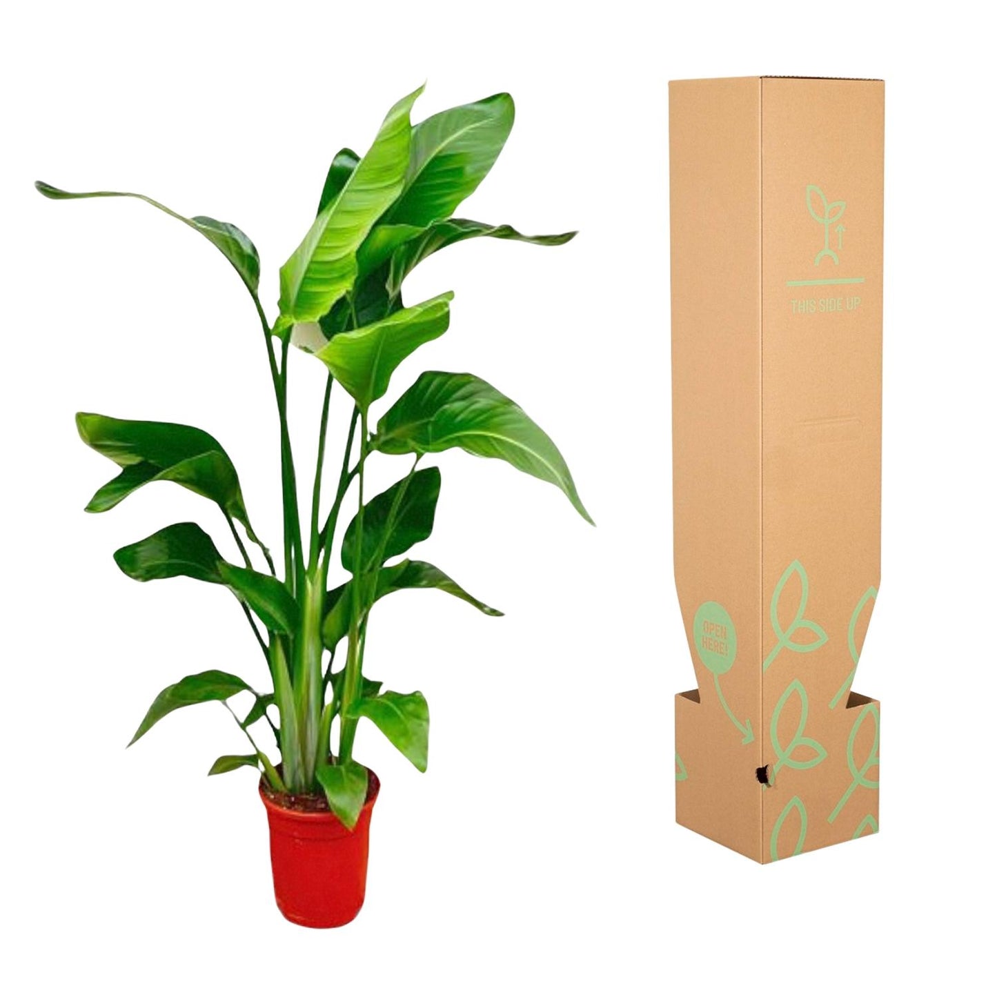 Strelitzia Nicolai - 80-100 cm hoog - 17cm doorsnede